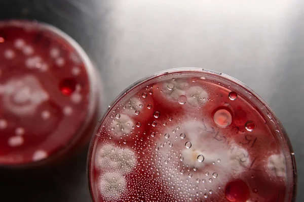 Цвіль Бактерії Червоному Агарі Агар Медіа Патогенів Спори Цвілі Міцелій — стокове фото
