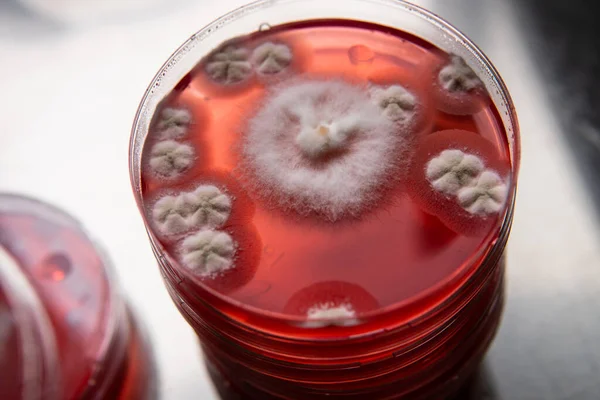 Küf ve bakterileri kırmızı agarlı bir petri kabında incelemek. Küf sporları ve mantar miselyumu