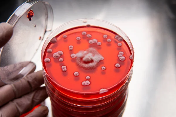 Pleśń Szalce Petriego Badania Mikrobiologiczne Warunkach Laboratoryjnych Grzybni Pleśni — Zdjęcie stockowe