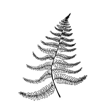  Eğreltiotunun yaprakları karalama tarzında..