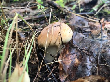 Küçük bir porcini mantarı yaprakları delip geçer.