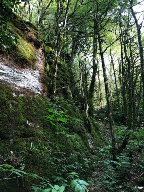 Güneşli havada büyüleyici yağmur ormanları