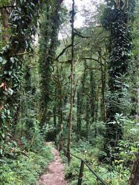 Parktaki sarmaşık ağaçları