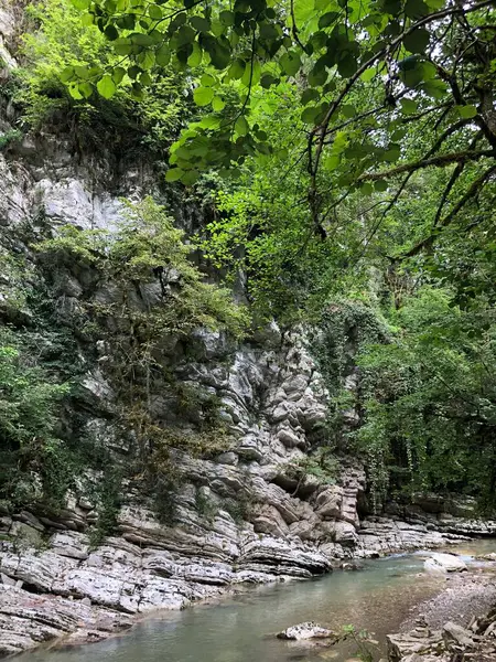 Yağmur ormanlarındaki beyaz kayalıklar