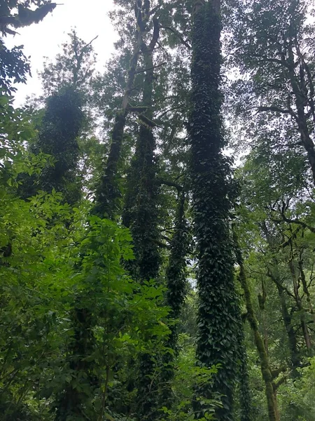 Parktaki sarmaşık ağaçları