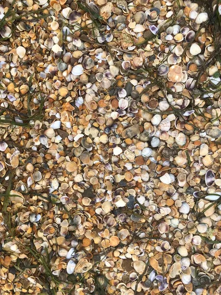 Karadeniz kıyısında güzel deniz kabukları ve algler