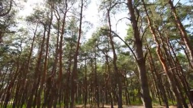 Çam ormanındaki açık hava düğün mekanında konili güzel bir bohem çadır kemeri süslemesi. Sandalyeler, çiçek kompozisyonları güller, halı, ip perisi ışıkları. Yaz kırsal düğünü.