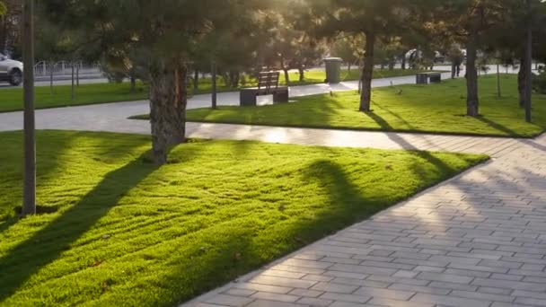 Färsk grön gräsmatta på stadsparken blomma säng. Dekorativa landskap design med grönt gräs, granar och trottoarer i offentlig rekreationsområde vid solnedgången. — Stockvideo