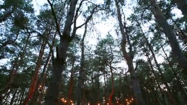 Festliche Lichterketten beleuchten nachts den Boho-Tipi-Bogen am Ort der Trauung im Freien im Kiefernwald. Lampengirlanden leuchten bei Sommerhochzeit über Stühlen. — Stockvideo