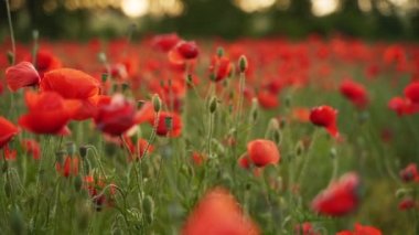 Kamera kırmızı gelincik çiçekleri arasında hareket ediyor. Poppy, Dünya Savaşı kurbanlarının anısına bir sembol olarak. Gün batımında çiçek açan afyon tarlasının üzerinde uçmak. Yavaş çekim ileri gidiyor.