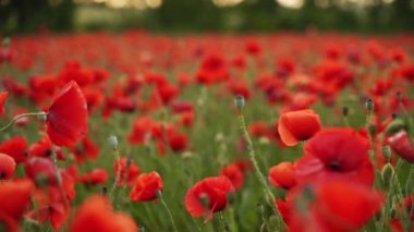 Kamera kırmızı gelincik çiçekleri arasında hareket ediyor. Poppy, Dünya Savaşı kurbanlarının anısına bir sembol olarak. Gün batımında çiçek açan afyon tarlasının üzerinde uçmak. Sola doğru ağır çekim..