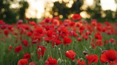 Kamera kırmızı gelincik çiçekleri arasında hareket ediyor. Poppy, Dünya Savaşı kurbanlarının anısına bir sembol olarak. Gün batımında çiçek açan afyon tarlasının üzerinde uçmak. Yavaş çekim.