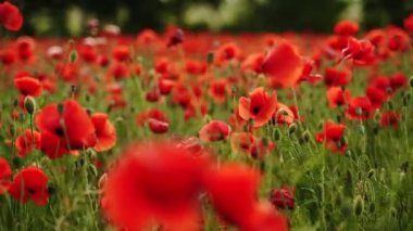 Kamera kırmızı gelincik çiçekleri arasında hareket ediyor. Poppy, Dünya Savaşı kurbanlarının anısına bir sembol olarak. Gün batımında çiçek açan afyon tarlasının üzerinde uçmak. Kamera sağa hareket ediyor..