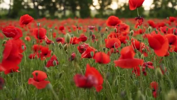 Camera moves between the flowers of red poppies. Poppy as a remembrance symbol and commemoration of the victims of World War. Flying over a flowering opium field on sunset. Slow motion forward moving. — Vídeo de Stock