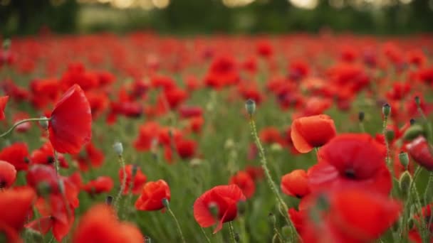 Camera beweegt tussen de bloemen van rode klaprozen. Poppy als herdenkingssymbool en herdenking van de slachtoffers van de wereldoorlog. Vliegen over een bloeiend opiumveld bij zonsondergang. Langzame beweging naar links. — Stockvideo