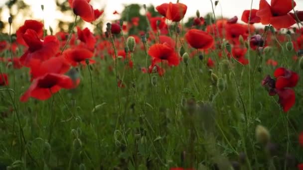 Aparat porusza się między kwiatami czerwonych maków. Poppy jako symbol pamięci i upamiętnienia ofiar wojny światowej. Latanie nad kwitnącym polem opium o zachodzie słońca. Do przodu zwolniony ruch. — Wideo stockowe
