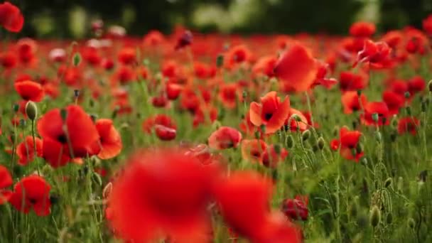 Kamera se pohybuje mezi květy červeného máku. Poppy jako symbol památky a připomenutí obětí světové války. Létá nad rozkvetlým opiovým polem při západu slunce. Kamera se přesune doprava. — Stock video