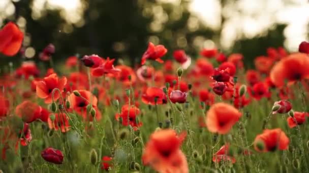 Camera beweegt tussen de bloemen van rode klaprozen. Poppy als herdenkingssymbool en herdenking van de slachtoffers van de wereldoorlog. Vliegen over een bloeiend opiumveld bij zonsondergang. Camera beweegt naar links. — Stockvideo