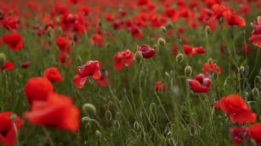 Kamera kırmızı gelincik çiçekleri arasında hareket ediyor. Poppy, Dünya Savaşı kurbanlarının anısına bir sembol olarak. Gün batımında çiçek açan afyon tarlasının üzerinde uçmak. Kamera ileri gider.