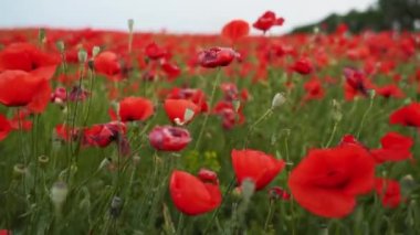 Kamera kırmızı gelincik çiçekleri arasında hareket ediyor. Poppy, Dünya Savaşı kurbanlarının anısına bir sembol olarak. Gün batımında çiçek açan afyon tarlasının üzerinde uçmak. Kamera ileri gider.