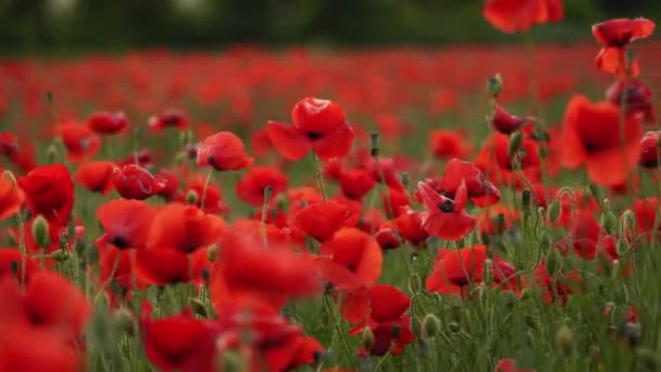 Camera moves between the flowers of red poppies. Poppy as a remembrance symbol and commemoration of the victims of World War. Flying over a flowering opium field on sunset. — Vídeo de stock