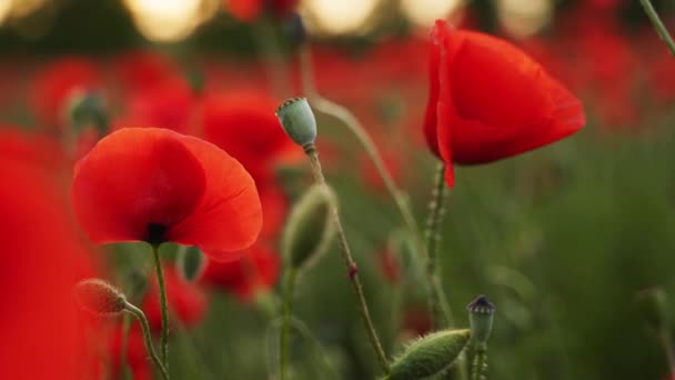 Camera beweegt tussen de bloemen van rode klaprozen. Poppy als herdenkingssymbool en herdenking van de slachtoffers van de wereldoorlog. Vliegen over een bloeiend opiumveld bij zonsondergang. Macro-scène. — Stockvideo