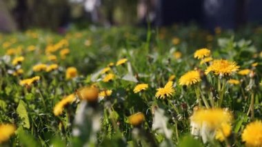 Camera moving forward through yellow dandelion flowers and fresh spring green grass on pretty meadow. Dandelion plant with medicinal effect. Summer concept. Low angle dolly steady shot.