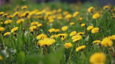 Camera moving forward through yellow dandelion flowers and fresh spring green grass on pretty meadow. Dandelion plant with medicinal effect. Summer concept. Low angle dolly steady shot.