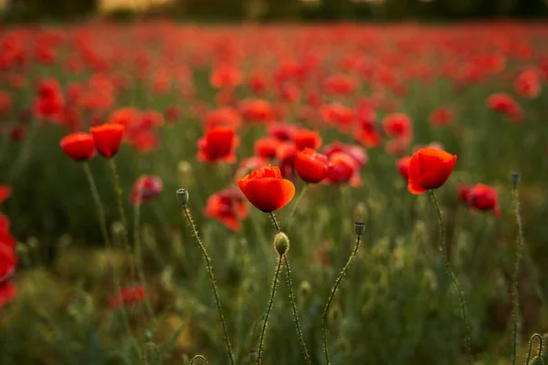 Camera moves between the flowers of red poppies. Poppy as a remembrance symbol and commemoration of the victims of World War. Flying over a flowering opium field on sunset. Camera moves to the right. — Stock Photo, Image