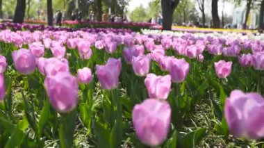Şehir parkında farklı türde pembe laleler ve canlı renkler çiçek açıyor. İlkbaharda botanik bahçesinde lale çiçeği festivali. Çiçek yatağı.