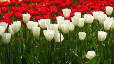 Field of colorful red and white tulips of different varieties and vibrant colors blooming in city park. Tulip blossom festival in the botanical garden in springtime. Flower bed.