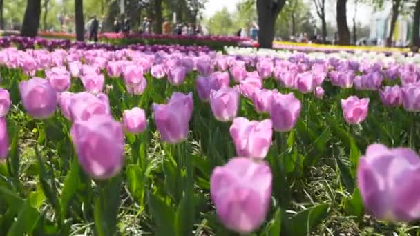 Field of colorful pink purple tulips of different varieties and vibrant colors blooming in city park. Tulip blossom festival in botanical garden in springtime. Flower bed. — Stok Video