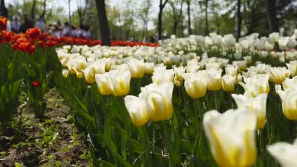 Fält av vita och gula färgglada tulpaner av olika sorter och livfulla färger blommar i stadsparken. Tulpanblomning festival i botaniska trädgården på våren. Blomstersäng. — Stockvideo