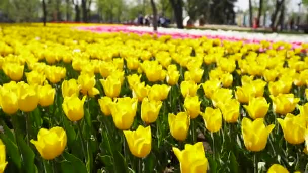 Fält av färgglada gula tulpaner av olika sorter och livfulla färger blommar i stadsparken. Tulpanblomning festival i botaniska trädgården på våren. Blomstersäng. — Stockvideo