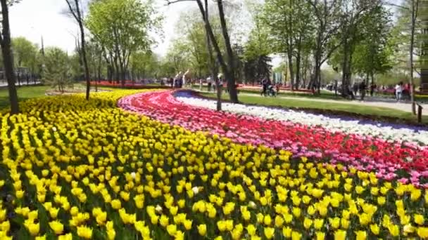 Field of colorful yellow, red, white tulips of different varieties and vibrant colors blooming in city park. Tulip blossom festival in the botanical garden in springtime. Flower bed. — Stock Video