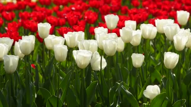 Gebied van kleurrijke rode en witte tulpen van verschillende rassen en levendige kleuren bloeien in het stadspark. Tulp bloesem festival in de botanische tuin in de lente. Bloemenbed. — Stockvideo