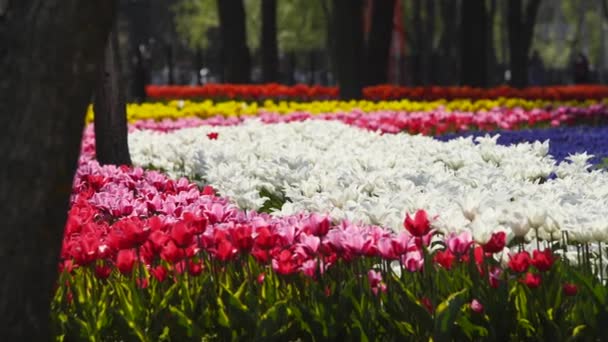 Campo de tulipanes coloridos de diferentes variedades y colores vibrantes que florecen en el parque de la ciudad. Fiesta de la flor de tulipán en el jardín botánico en primavera. Cama de flores. — Vídeo de stock