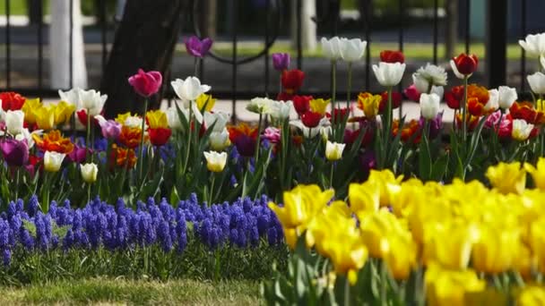 Campo de muscari azul y tulipanes coloridos de diferentes variedades y colores vibrantes que florecen en el parque de la ciudad. Fiesta de la flor de tulipán en el jardín en primavera. Cama de flores. — Vídeo de stock