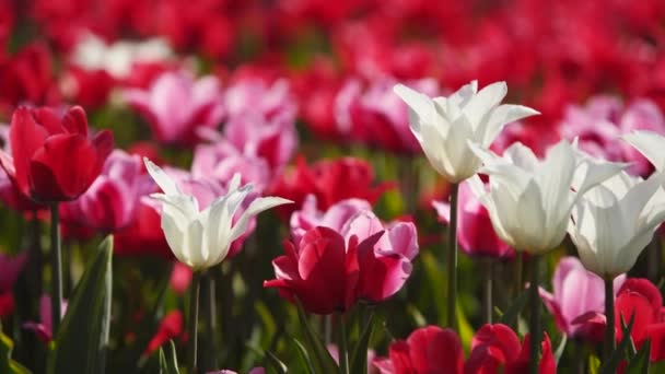 Campo de coloridos tulipanes rojos y blancos de diferentes variedades y colores vibrantes que florecen en el parque de la ciudad. Fiesta de la flor de tulipán en el jardín botánico en primavera. Cama de flores. — Vídeo de stock