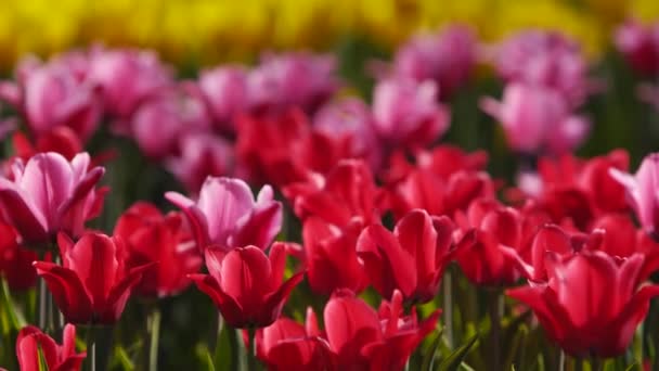 Champ de tulipes roses rouges et jaunes colorées de différentes variétés et de couleurs vives fleurissant dans le parc de la ville. Festival de fleurs de tulipes dans le jardin botanique au printemps. Lit de fleurs. — Video