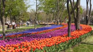 28 Nisan 2019 - Mariupol, Ukrayna. Şehir parkında renkli laleler ve canlı renkler yeşeriyor. İlkbaharda botanik bahçesinde lale çiçeği festivali. Çiçek yatağı.