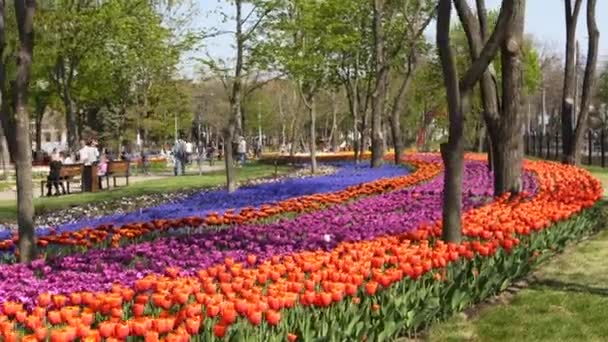 28 avril 2019 - Mariupol, Ukraine. Champ de tulipes colorées de différentes variétés et de couleurs vives fleurissant dans le parc de la ville. Festival de fleurs de tulipes dans le jardin botanique au printemps. Lit de fleurs. — Video