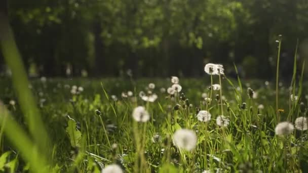 Camera moving forward through white dandelion flowers and fresh spring green grass on pretty meadow. Dandelion plant with medicinal effect. Summer concept. Low angle dolly steady shot in slow motion. — Vídeo de Stock