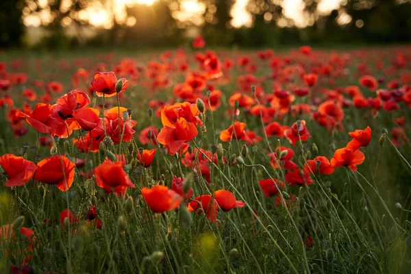 Camera moves between the flowers of red poppies. Poppy as a remembrance symbol and commemoration of the victims of World War. Flying over a flowering opium field on sunset. Camera moves to the right. — Fotografia de Stock