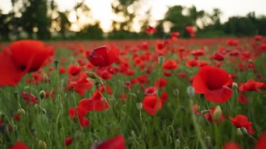 Kamera kırmızı gelincik çiçekleri arasında hareket ediyor. Poppy, Dünya Savaşı kurbanlarının anısına bir sembol olarak. Gün batımında çiçek açan afyon tarlasının üzerinde uçmak. Geriye doğru ağır çekim.