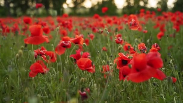 Camera moves between the flowers of red poppies. Poppy as a remembrance symbol and commemoration of the victims of World War. Flying over a flowering opium field on sunset. Slow motion forward moving. — стокове відео