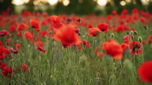 Camera moves between the flowers of red poppies. Poppy as a remembrance symbol and commemoration of the victims of World War. Flying over a flowering opium field on sunset. Slow motion. — Stock videók