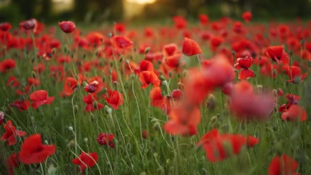 赤いケシの花の間をカメラが動きます。第二次世界大戦の犠牲者の追悼のシンボルと記念碑としてポピー。日没の開花アヘン畑を飛んでいます。前方スローモーション. — ストック動画