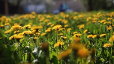 Camera moving forward through yellow dandelion flowers and fresh spring green grass on pretty meadow. Dandelion plant with medicinal effect. Summer concept. Low angle dolly steady shot.