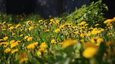 Camera moving forward through yellow dandelion flowers and fresh spring green grass on pretty meadow. Dandelion plant with medicinal effect. Summer concept. Low angle dolly steady shot.